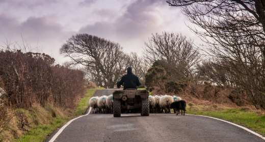 A farmer heard's sheep along a road using a quadbike.