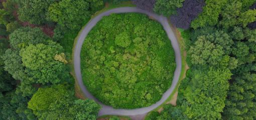 Circular road in a forest