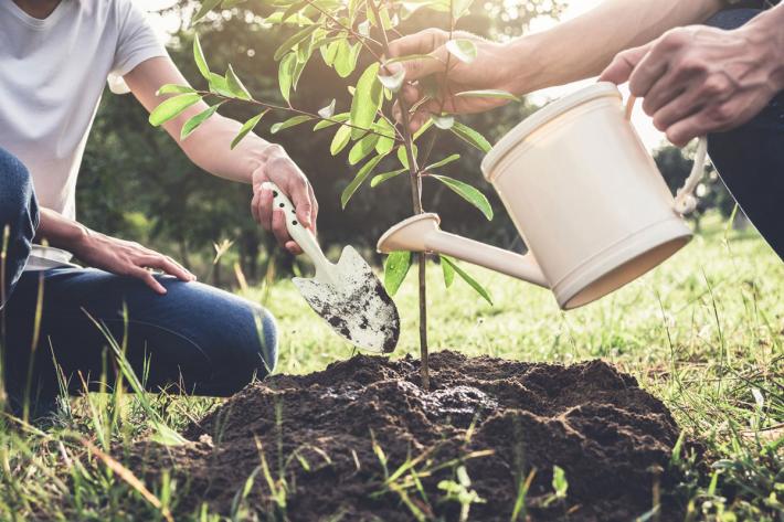 A group of people watering a plant