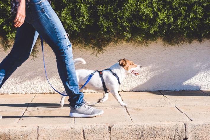 A person walking with a dog