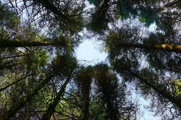 A gap in a tree canopy