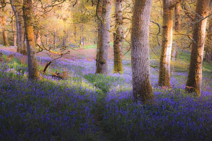 forest with blooming purple flowers in spring