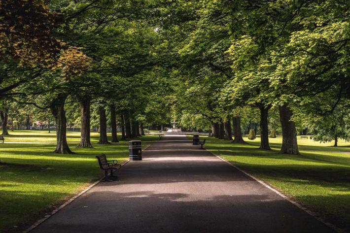 park pavement through trees and green grass