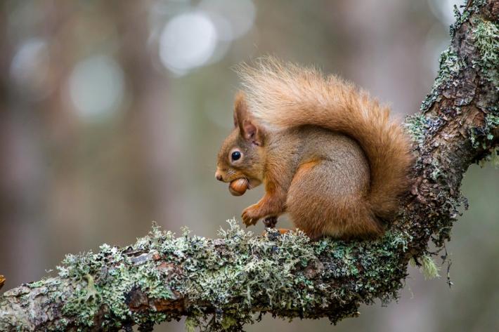 Red squirrel feeding on tree branch