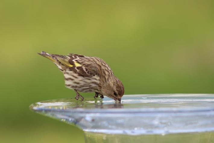 Small bird drinking water
