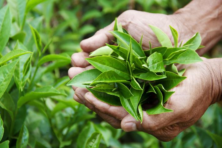 Hands holding plants