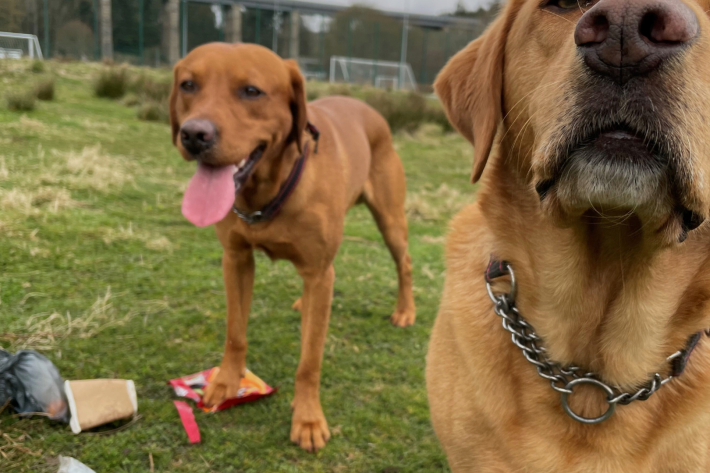 Two dogs standing with some litter