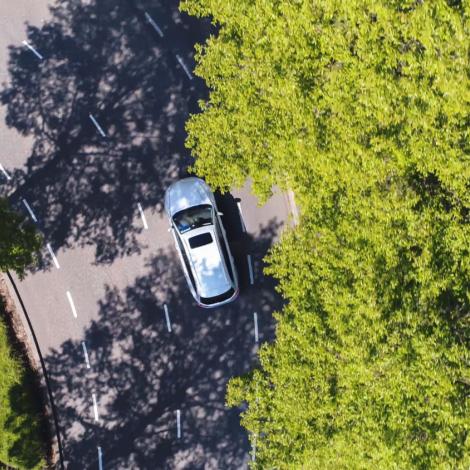 Car on a road between trees