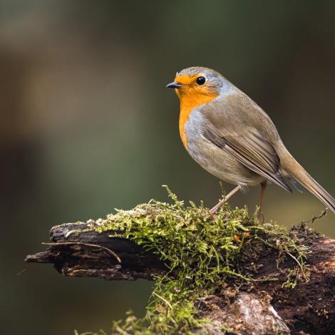 small bird on mossy branch