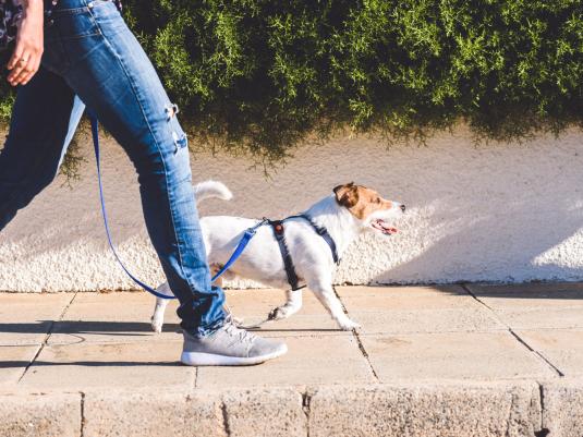 Dog out for a walk