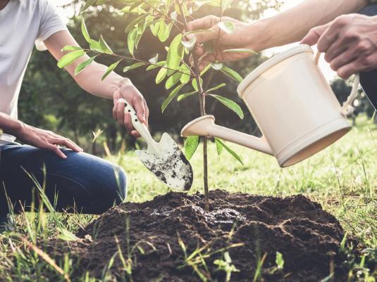 Summer gardening