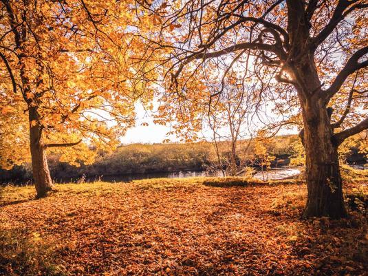 Autumn tree